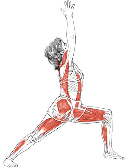 2842214420 yoga anatomie les postures virabhadrasana i yogaanatomy net 2842214420 yoga anatomie les postures virabhadrasana i yogaanatomy net